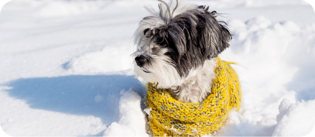 10 tipp, hogy télen is megőrizd kedvenced egészségét