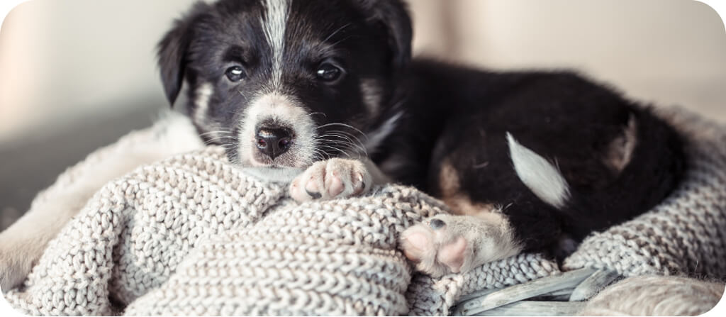 Segítség! Kölyökkutya érkezett a családba!